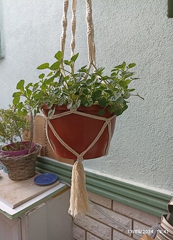  Beden Saksılık