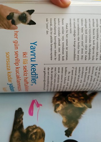Kedileri Anlama Kılavuzu - Çocuk Kitabı - Görsel 3