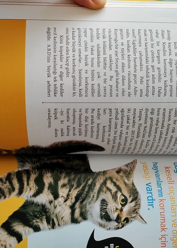 Kedileri Anlama Kılavuzu - Çocuk Kitabı - Görsel 4
