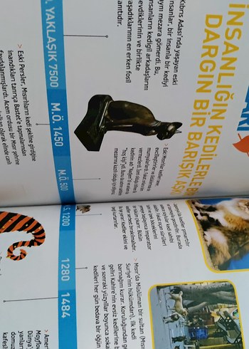 Kedileri Anlama Kılavuzu - Çocuk Kitabı - Görsel 6