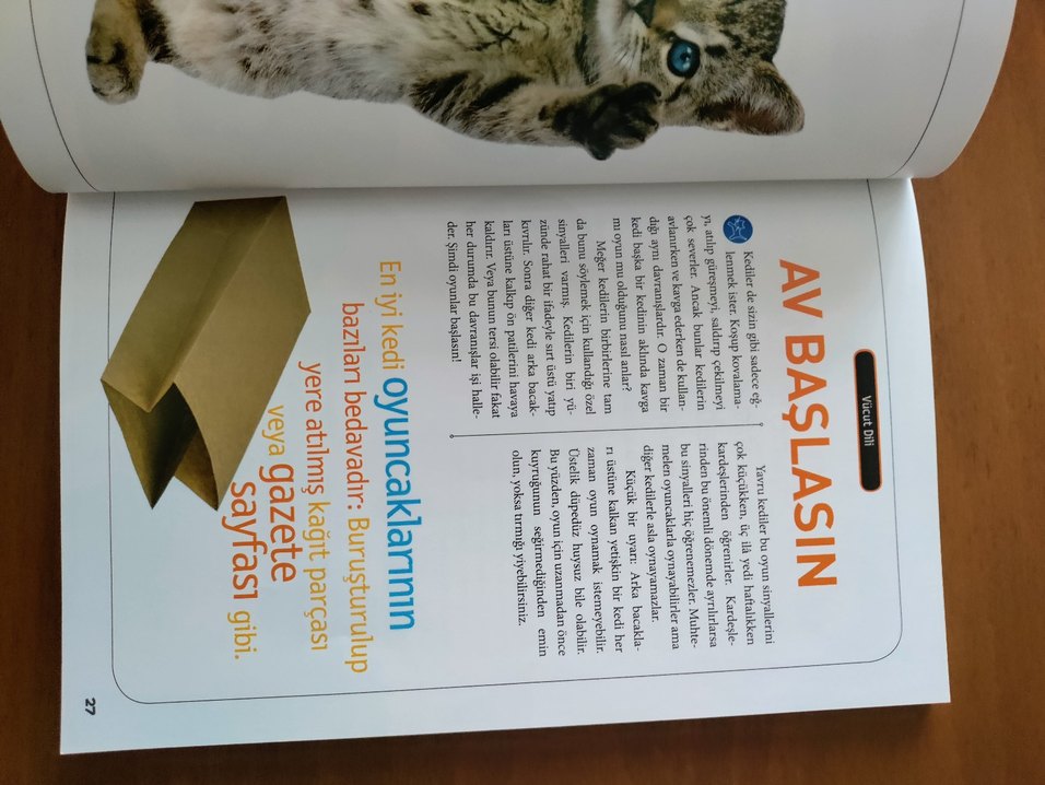 Kedileri Anlama Kılavuzu - Çocuk Kitabı - Görsel 5