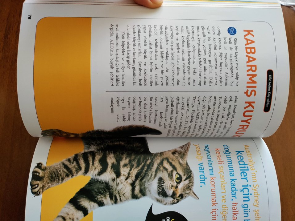 Kedileri Anlama Kılavuzu - Çocuk Kitabı - Görsel 4