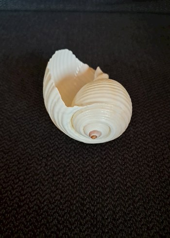 Deniz Kabuğu - Görsel 4