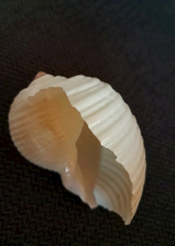 Deniz Kabuğu - Görsel 2