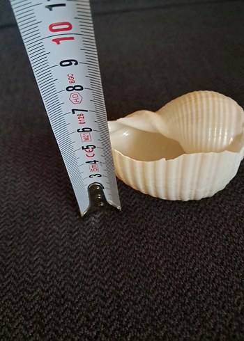 Deniz Kabuğu - Görsel 8