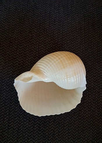 Deniz Kabuğu - Görsel 5