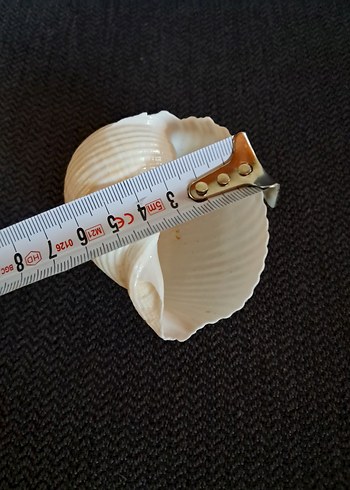 Deniz Kabuğu - Görsel 7