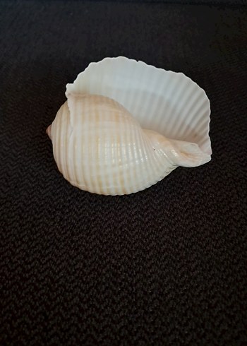 Deniz Kabuğu - Görsel 3