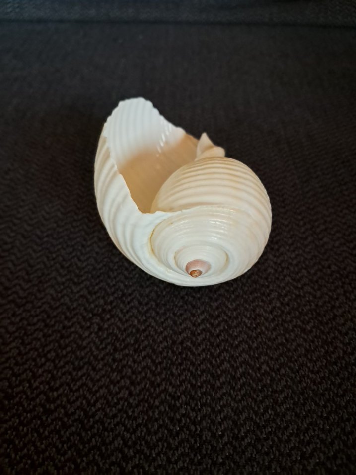 Deniz Kabuğu - Görsel 4