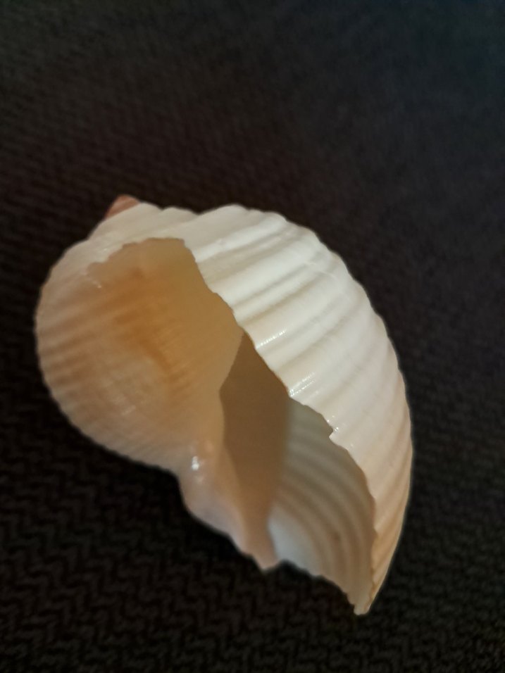 Deniz Kabuğu - Görsel 2