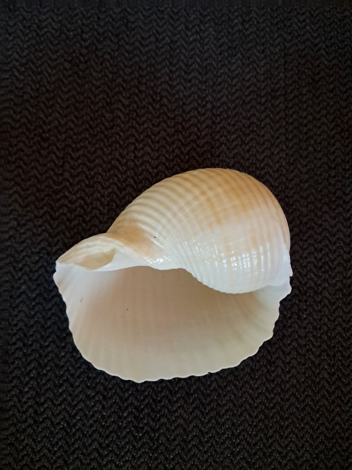 Deniz Kabuğu - Görsel 5