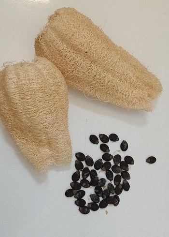 Beden Bahçeden kabak lifi ve kabak lifi tohumları