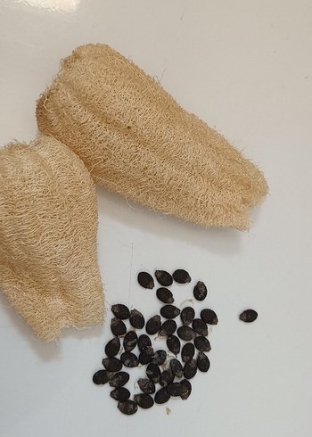 Bahçeden kabak lifi ve kabak lifi tohumları