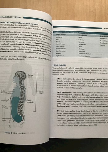 İnsan Anatomisi ve İç Hastalıkları Hemşireliği Kitapları - Görsel 5
