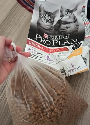 Proplan kitten 