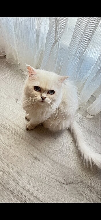 Özel ilan