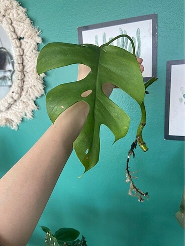 Monstera