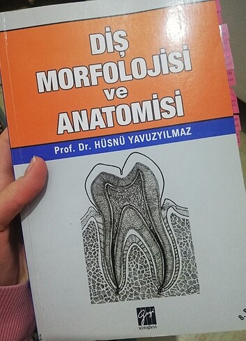 Diş morfolojisi ve anatomisi 