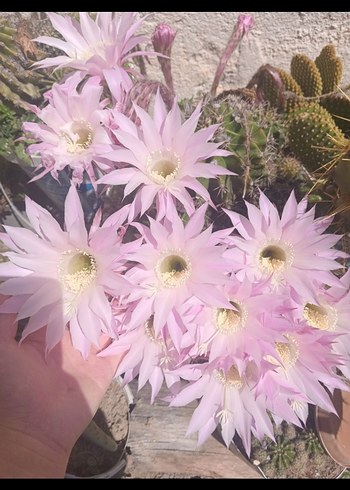 Pembe Kaktüs Çiçeği kaynana topuzu echinopsis kaktüs çiçek