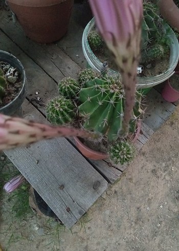 Beden Pembe Kaktüs Çiçeği kaynana topuzu echinopsis kaktüs çiçek