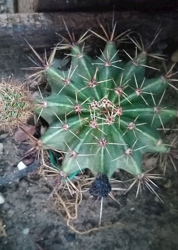 Renkli Yeşil Kaktüs echinopsis kaynana topuzu kaktüs