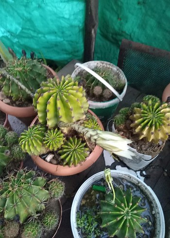 Yeşil Kaktüs Büyük kaktüs echinopsis kaynana beyaz çiçek