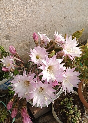 Echinopsis kaynana topuzu 