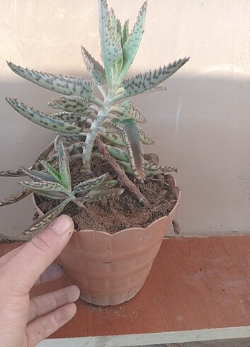 Aşkın gözyaşı çiçeği kaktüs sukulent zara hm 
