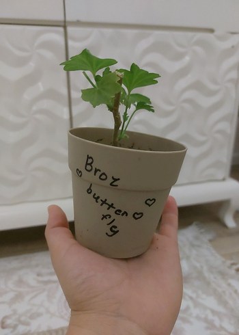  Beden bronzbutterfly özeltür yıldız sardunya