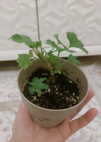  Beden pembe Renk bronzbutterfly özeltür yıldız sardunya