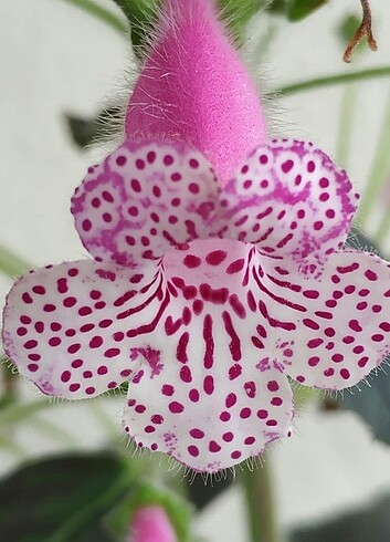 Kohleria nis jessica 