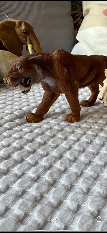  Mojo aslan