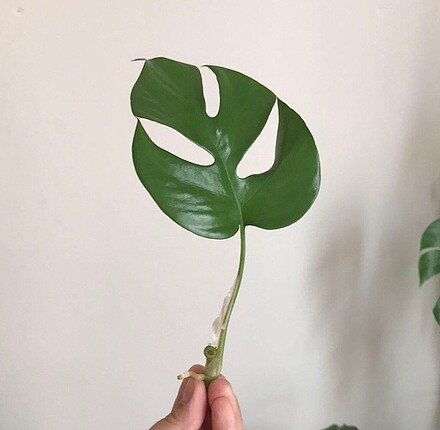 No Brand Monstera minima