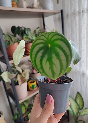 Peperomia watermelon 