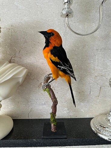 Kuş biblo Altamira oriole