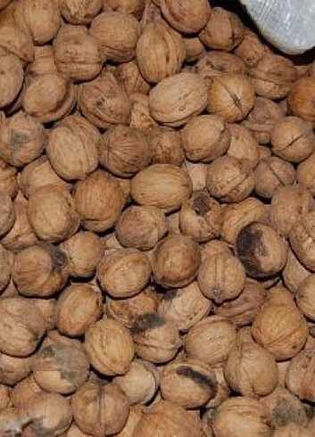  Cevız
