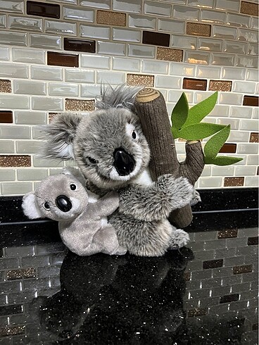  Beden Mudo Concept Koala