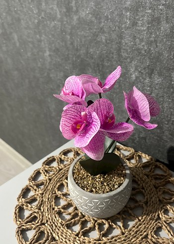 Mudo Concept Pembe Orkide Dekoratif Saksı