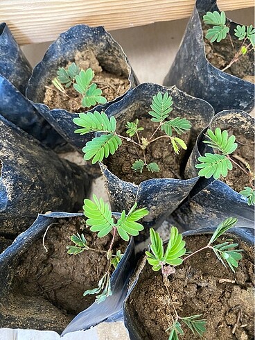 Diğer Küstüm çiçeği
