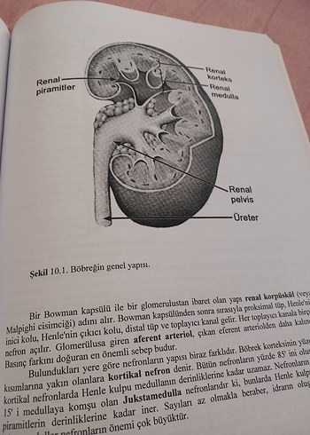 Özet Fizyoloji Kitabı - Prof. Dr. Cafer Marangöz - Görsel 3