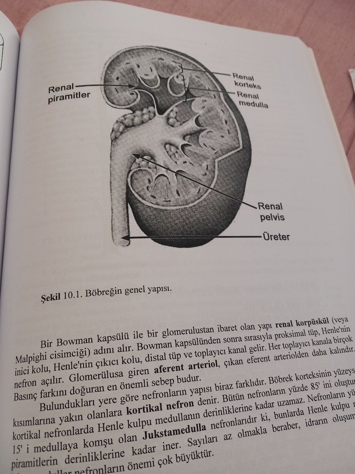 Özet Fizyoloji Kitabı - Prof. Dr. Cafer Marangöz - Görsel 3