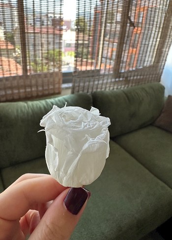 Solmaz beyaz gül
