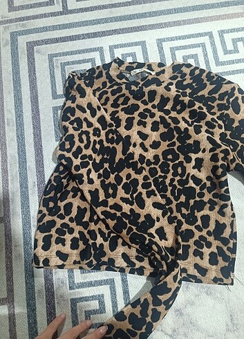 Bluz leoparlı