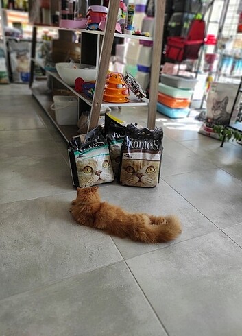 Kontes kedi kumu 
