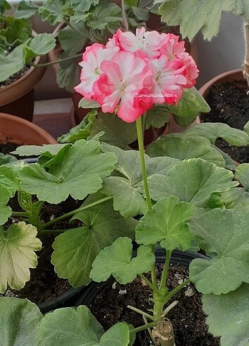  Beden çeşitli Renk Dung geul miso özel tür iki renkli sardunya görseldeki çiçekli f