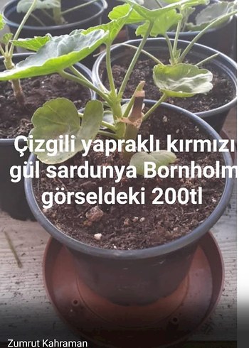 Beden kırmızı Renk çizgili yapraklı kırmızı gül sardunya Bornholm 2. görseldeki