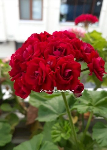 Beden Renk Rose Bulgaria Gül sardunya Saksılı