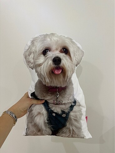 Köpek yastık