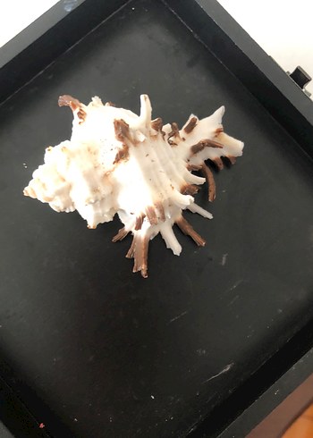 deniz kabuğu - Görsel 2