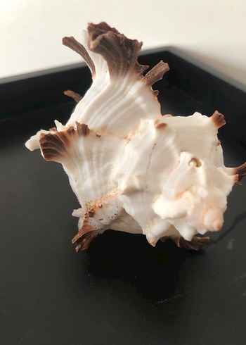 deniz kabuğu - Görsel 3